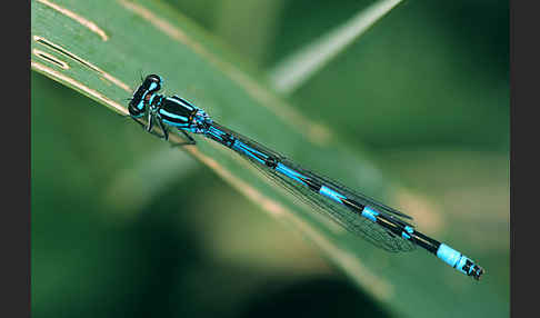 Vogel-Azurjungfer (Coenagrion ornatum)