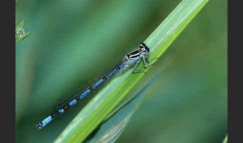 Vogel-Azurjungfer (Coenagrion ornatum)