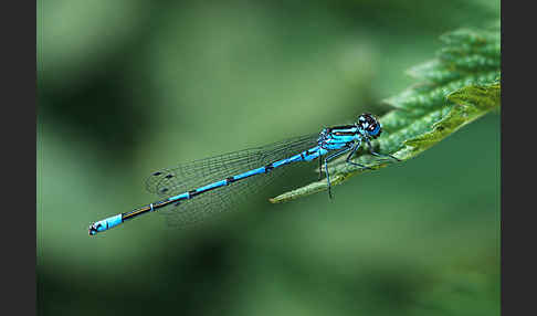 Hufeisen-Azurjungfer (Coenagrion puella)