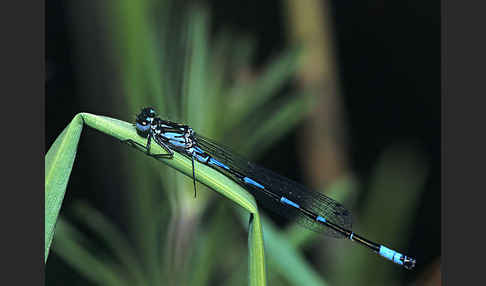 Fledermaus- Azurjungfer (Coenagrion pulchellum)