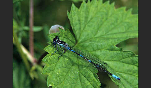 Fledermaus- Azurjungfer (Coenagrion pulchellum)