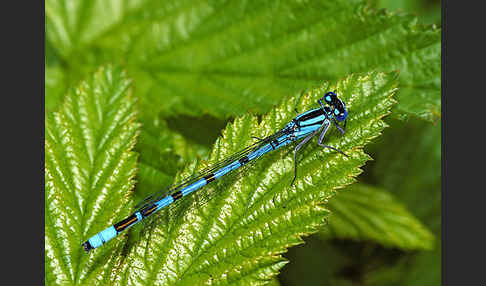 Becher-Azurjungfer (Enallagma cyathigerum)