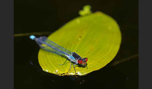 Großes Granatauge (Erythromma najas)