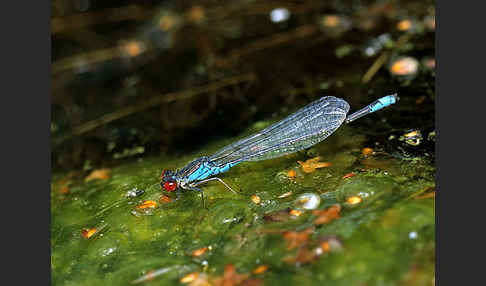 Kleines Granatauge (Erythromma viridulum)