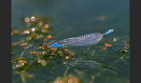 Kleines Granatauge (Erythromma viridulum)