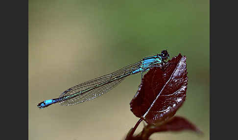 Große Pechlibelle (Ischnura elegans)