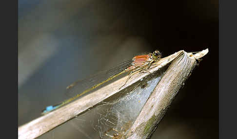 Große Pechlibelle (Ischnura elegans)