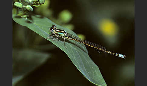 Kleine Pechlibelle (Ischnura pumilio)