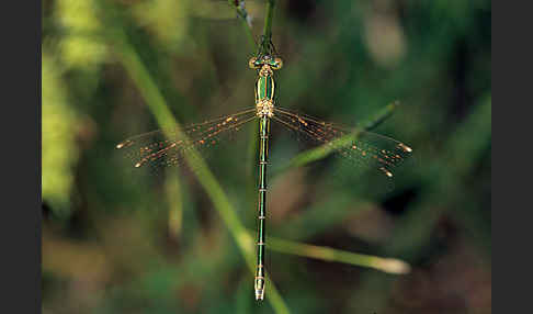 Südliche Binsenjungfer (Lestes barbarus)