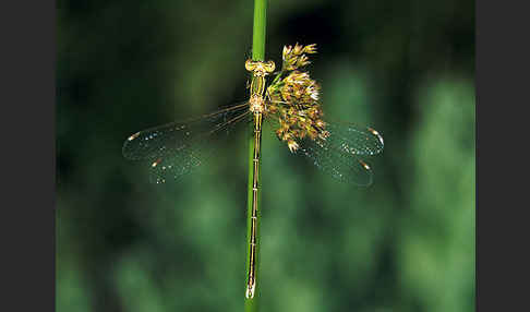 Südliche Binsenjungfer (Lestes barbarus)