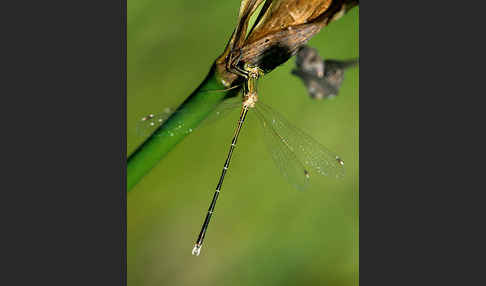 Südliche Binsenjungfer (Lestes barbarus)