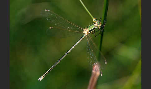 Südliche Binsenjungfer (Lestes barbarus)