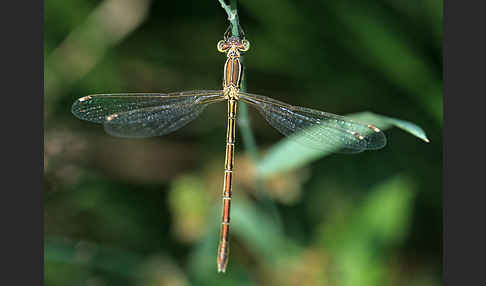 Südliche Binsenjungfer (Lestes barbarus)