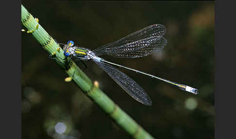 Glänzende Binsenjungfer (Lestes dryas)