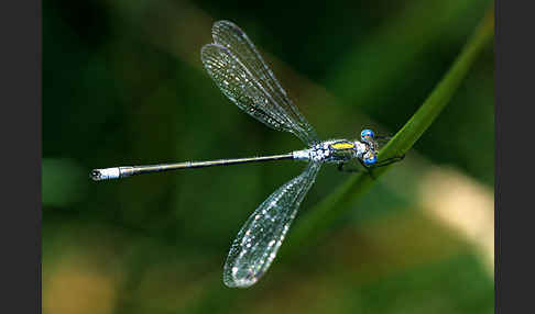 Gemeine Binsenjungfer (Lestes sponsa)