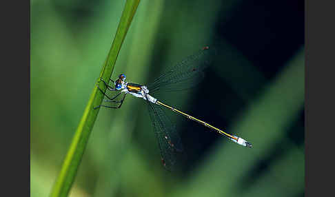 Gemeine Binsenjungfer (Lestes sponsa)