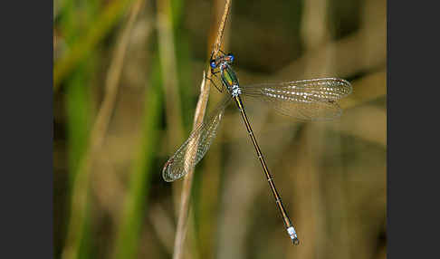 Kleine Binsenjungfer (Lestes virens)