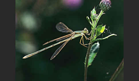 Weidenjungfer (Lestes viridis)