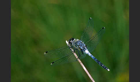 Oestliche Moosjungfer (Leucorrhinia albifrons)