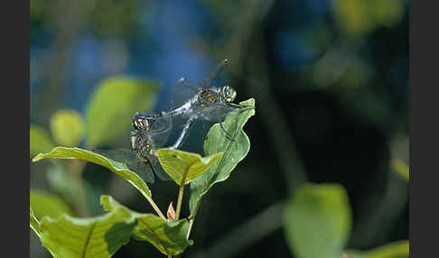 Oestliche Moosjungfer (Leucorrhinia albifrons)