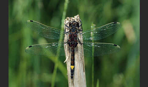 Große Moosjungfer (Leucorrhinia pectoralis)