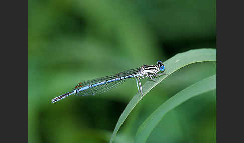 Federlibelle (Platycnemis pennipes)