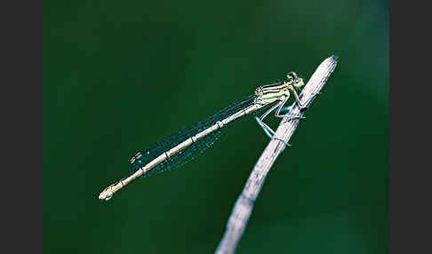 Federlibelle (Platycnemis pennipes)