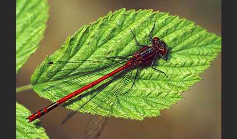 Frühe Adonislibelle (Pyrrhosoma nymphula)