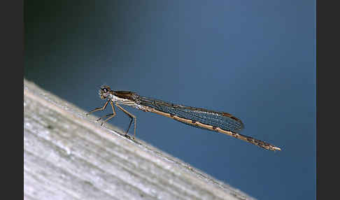 Gemeine Winterlibelle (Sympecma fusca)