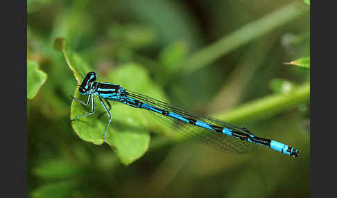 Vogel-Azurjungfer (Coenagrion ornatum)