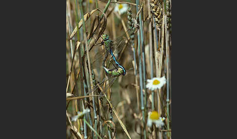 Große Königslibelle (Anax imperator)