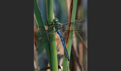 Große Königslibelle (Anax imperator)