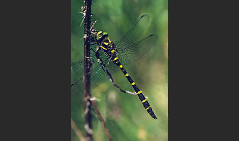 Gestreifte Quelljungfer (Cordulegaster bidentata)