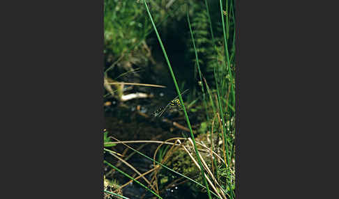 Gestreifte Quelljungfer (Cordulegaster bidentata)