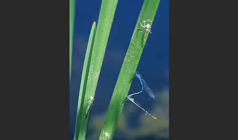 Becher-Azurjungfer (Enallagma cyathigerum)