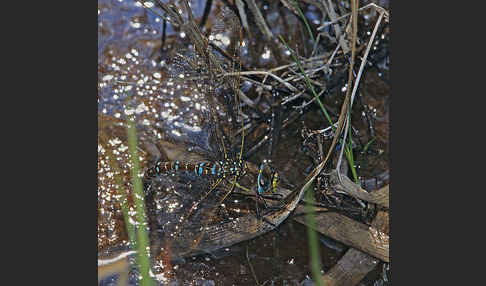 Torf- Mosaikjungfer (Aeshna juncea)