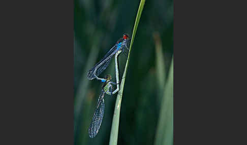 Großes Granatauge (Erythromma najas)