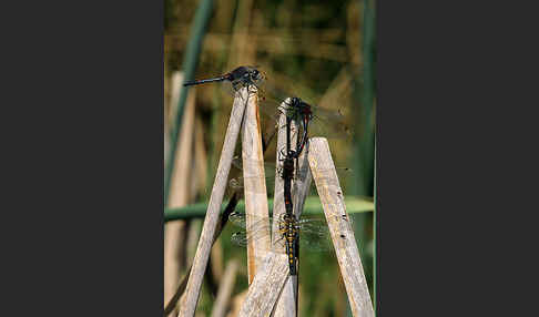 Nordische Moosjungfer (Leucorrhinia rubicunda)