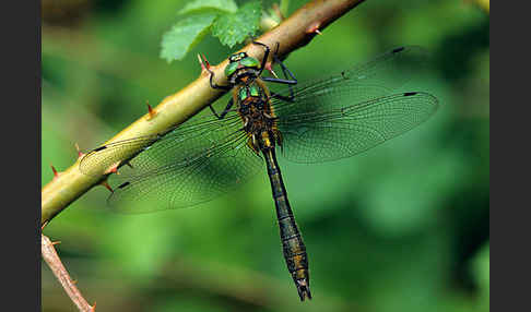 Gemeine Smaragdlibelle (Cordulia aenea)