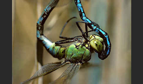 Große Königslibelle (Anax imperator)