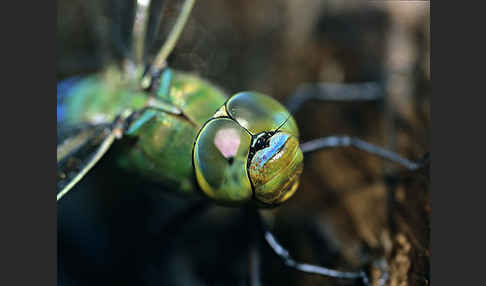 Große Königslibelle (Anax imperator)