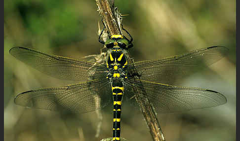 Gestreifte Quelljungfer (Cordulegaster bidentata)