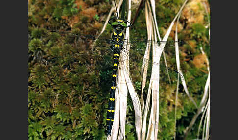 Gestreifte Quelljungfer (Cordulegaster bidentata)