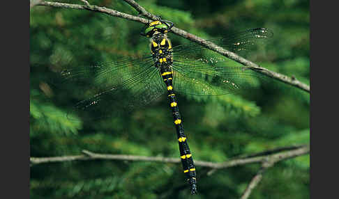 Gestreifte Quelljungfer (Cordulegaster bidentata)