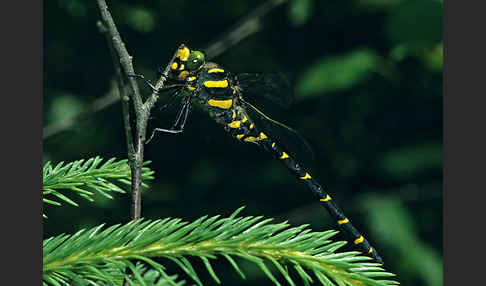 Gestreifte Quelljungfer (Cordulegaster bidentata)