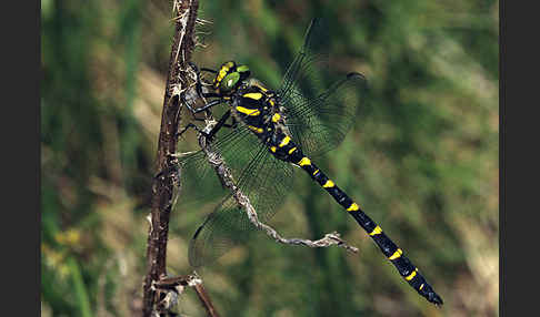 Gestreifte Quelljungfer (Cordulegaster bidentata)