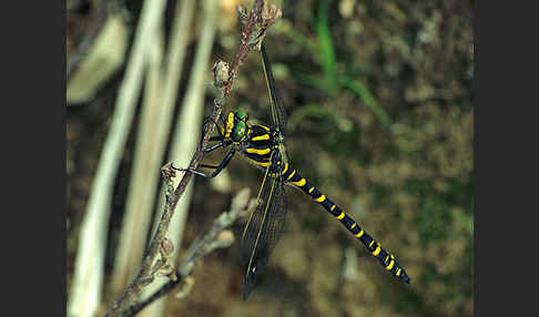 Zweigestreifte Quelljungfer (Cordulegaster boltoni)