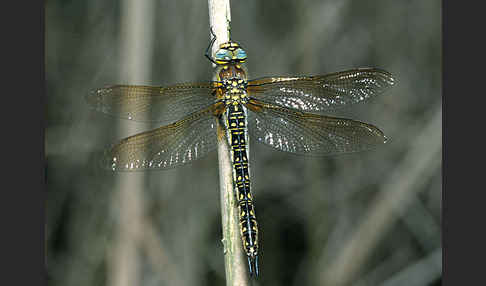 Kleine Mosaikjungfer (Brachytron pratense)