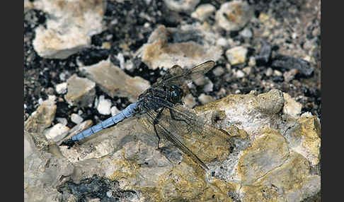 Südlicher Blaupfeil (Orthetrum brunneum)