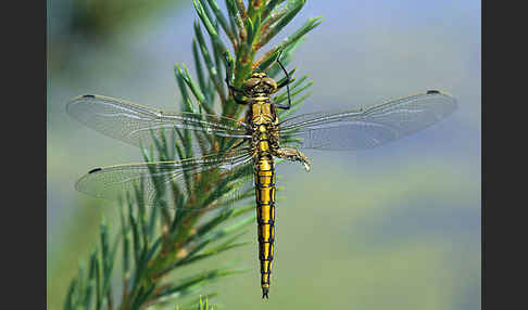 Großer Blaupfeil (Orthetrum cancellatum)